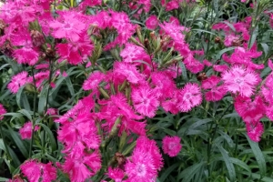 Dianthus 'Rockin' Rose'